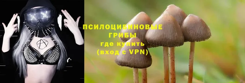 Псилоцибиновые грибы Psilocybine cubensis  Тавда 