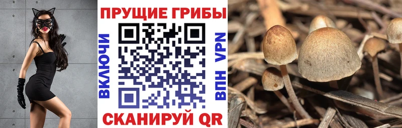 как найти наркотики  blacksprut онион  Псилоцибиновые грибы ЛСД  Тавда 